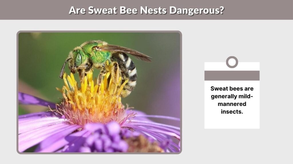 Are Sweat Bee Nests Dangerous?