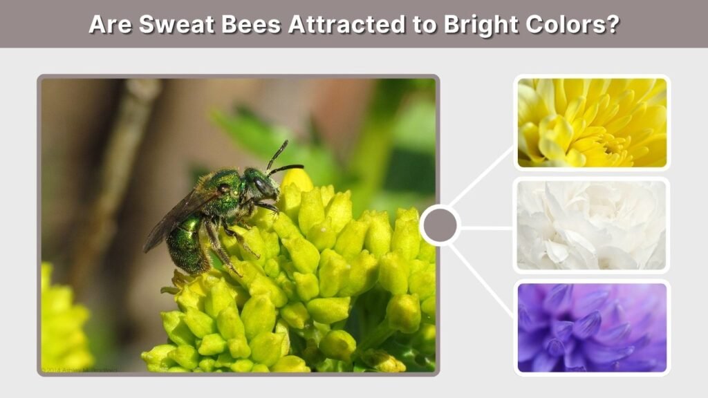 Are Sweat Bees Attracted to Bright Colors?