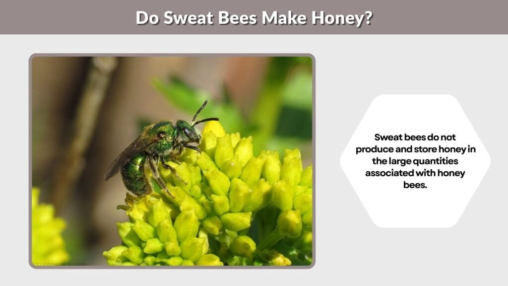 Do Sweat Bees Make Honey?