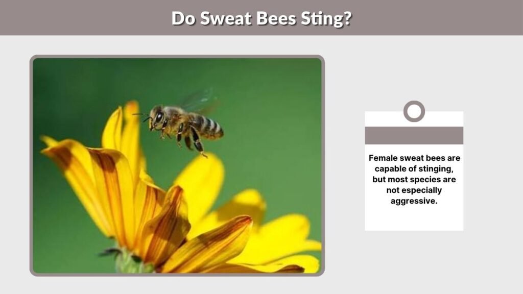 Do Sweat Bees Sting?