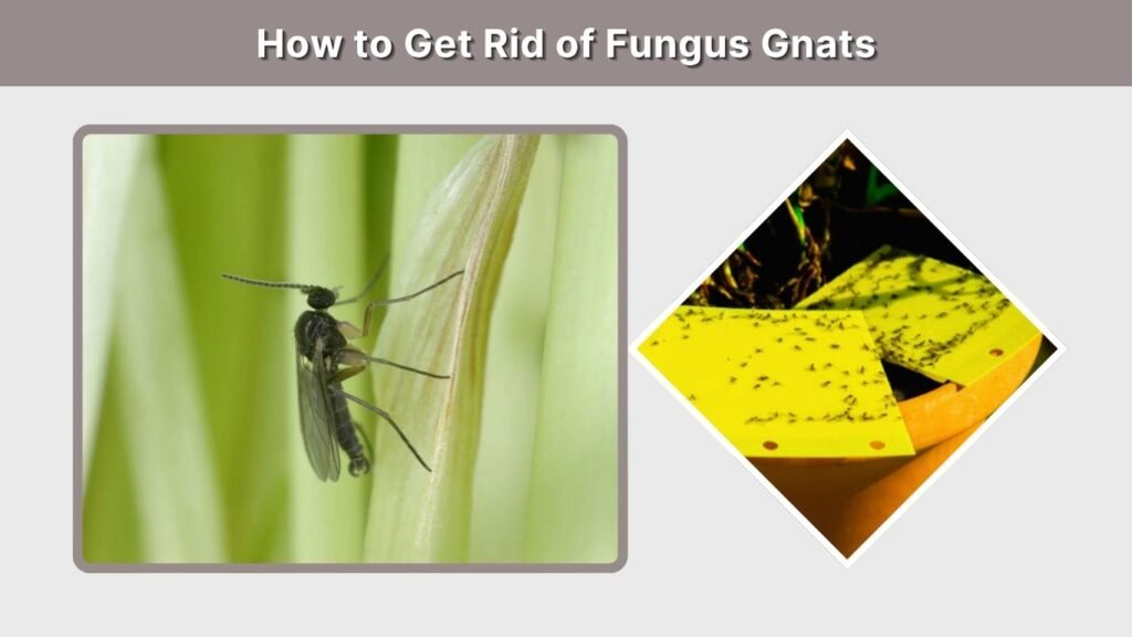 How to Get Rid of Fungus Gnats
