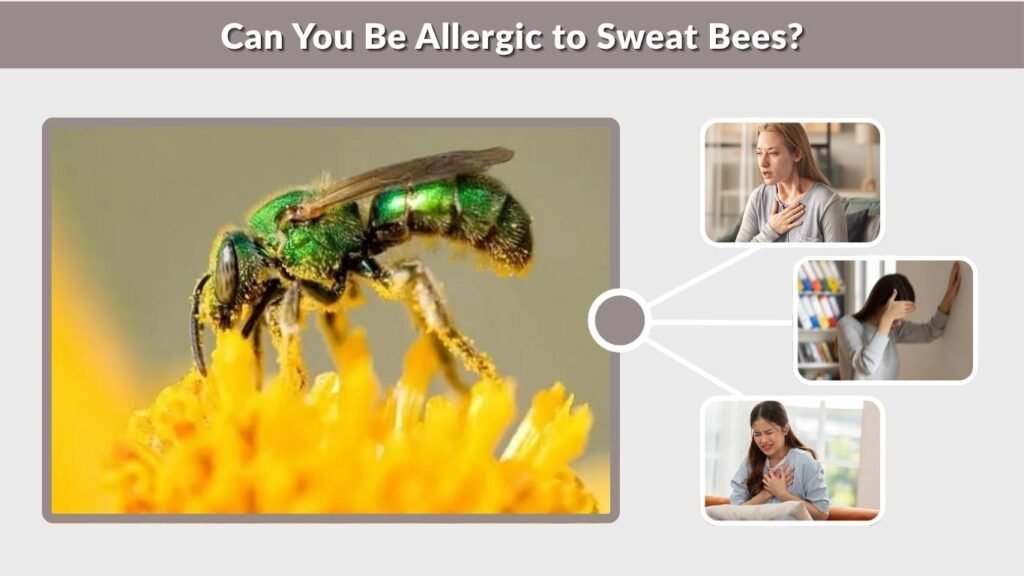 Can You Be Allergic to Sweat Bees?