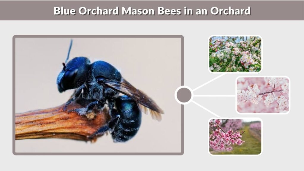 Blue Orchard Mason Bees in an Orchard