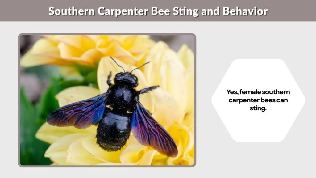 Southern Carpenter Bee Sting and Behavior