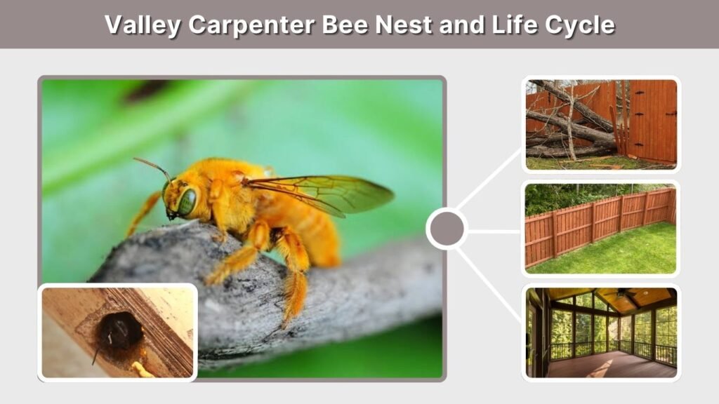 Valley Carpenter Bee Nest and Life Cycle