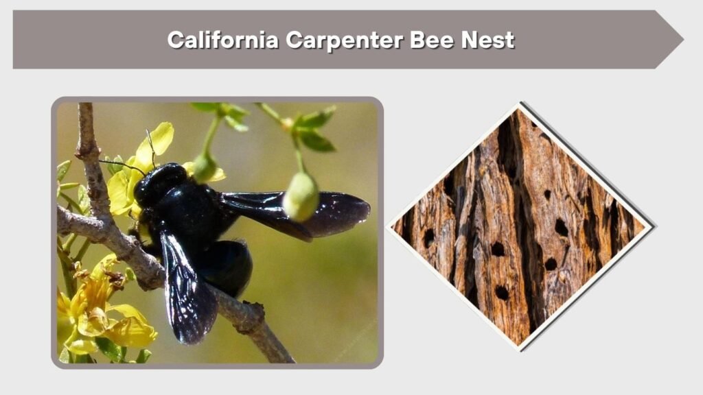California Carpenter Bee Nest