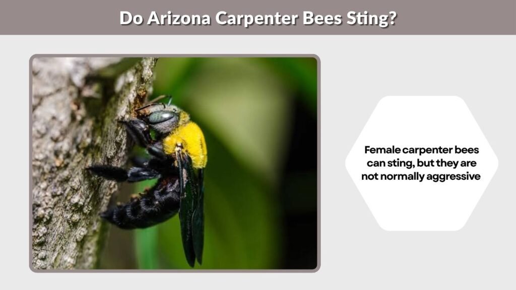 Do Arizona Carpenter Bees Sting?