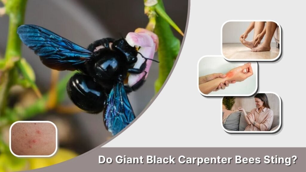 Do Giant Black Carpenter Bees Sting?