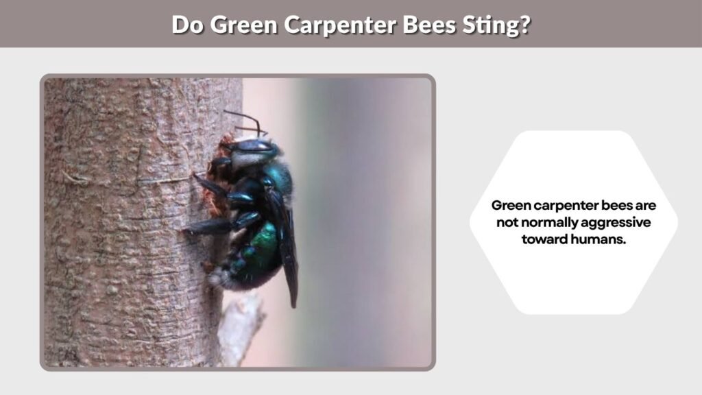 Do Green Carpenter Bees Sting?