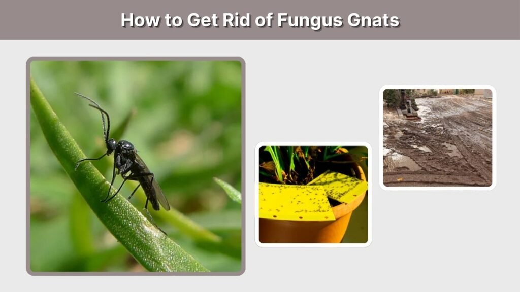 How to Get Rid of Fungus Gnats