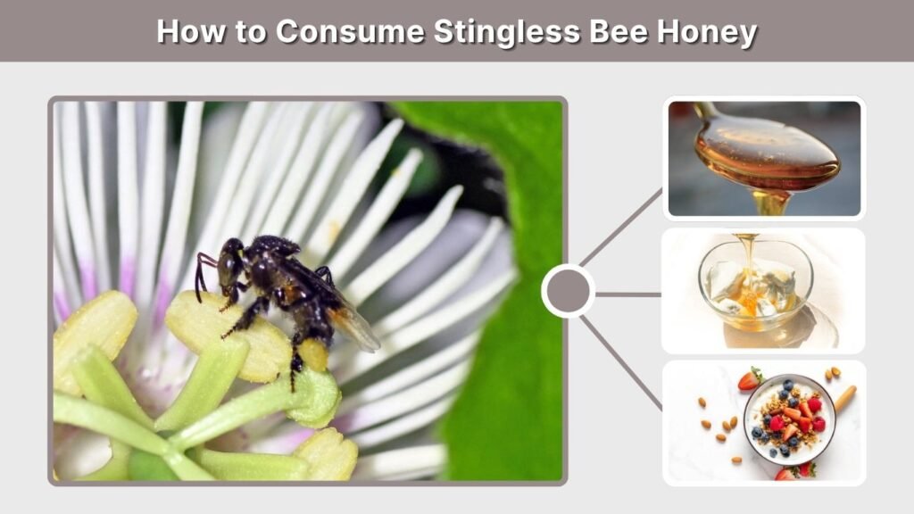 How to Consume Stingless Bee Honey
