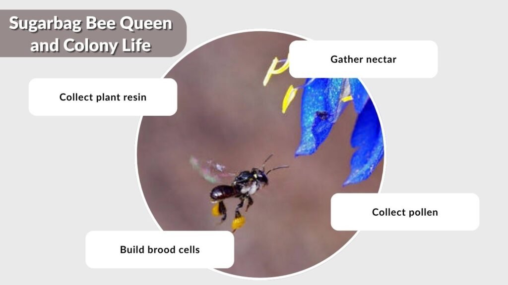 Sugarbag Bee Queen and Colony Life