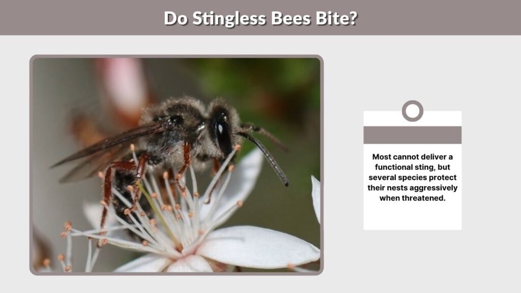 Do Stingless Bees Bite?