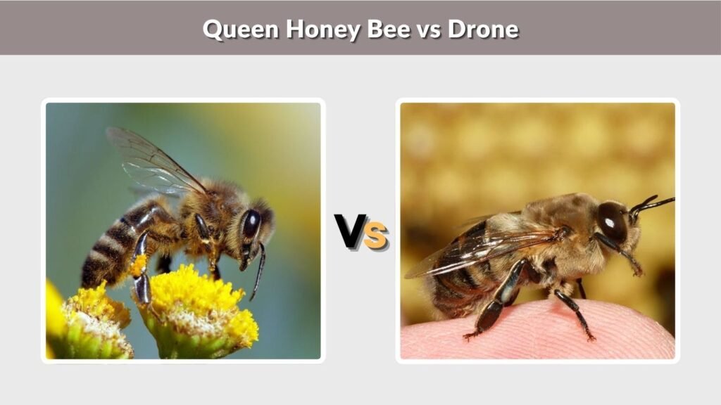 Queen Honey Bee vs Drone