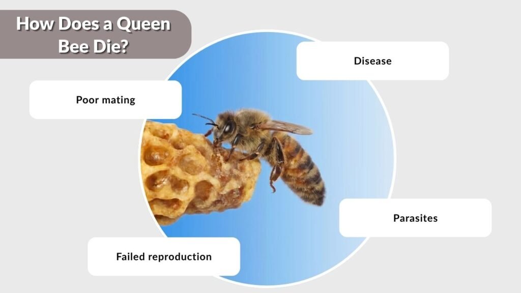 How Does a Queen Bee Die?