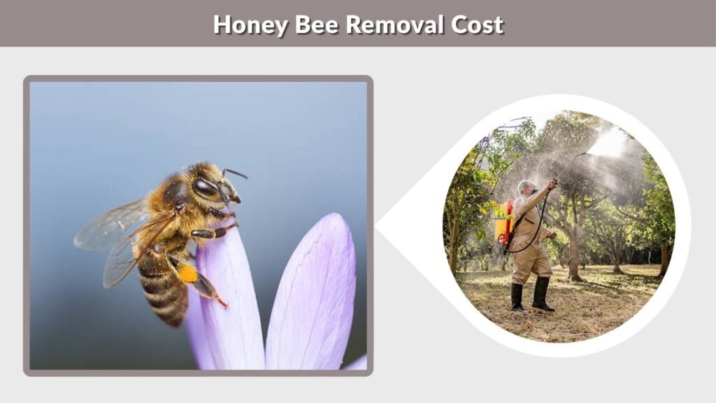 Honey Bee Removal Cost