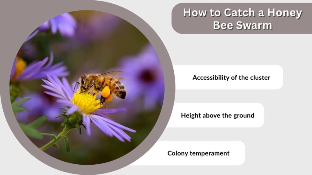 How to Catch a Honey Bee Swarm