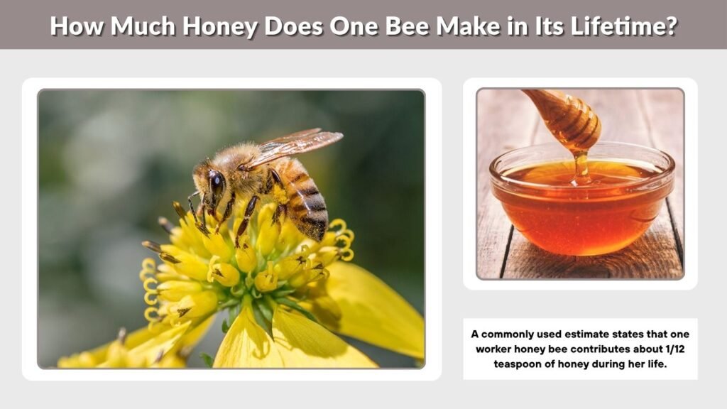 How Much Honey Does One Bee Make in Its Lifetime?