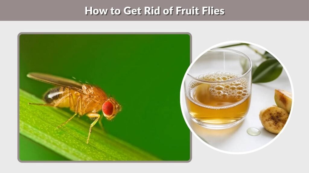 How to Get Rid of Fruit Flies