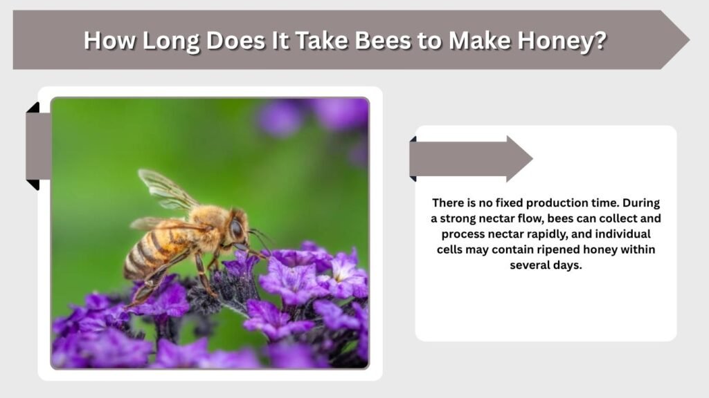 How Long Does It Take Bees to Make Honey?