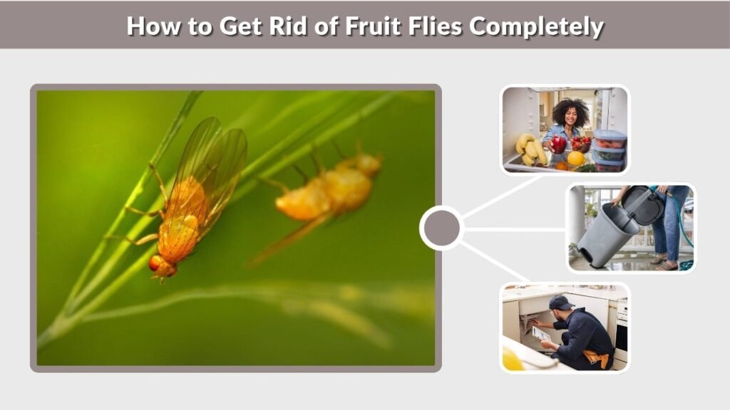 How to Get Rid of Fruit Flies Completely