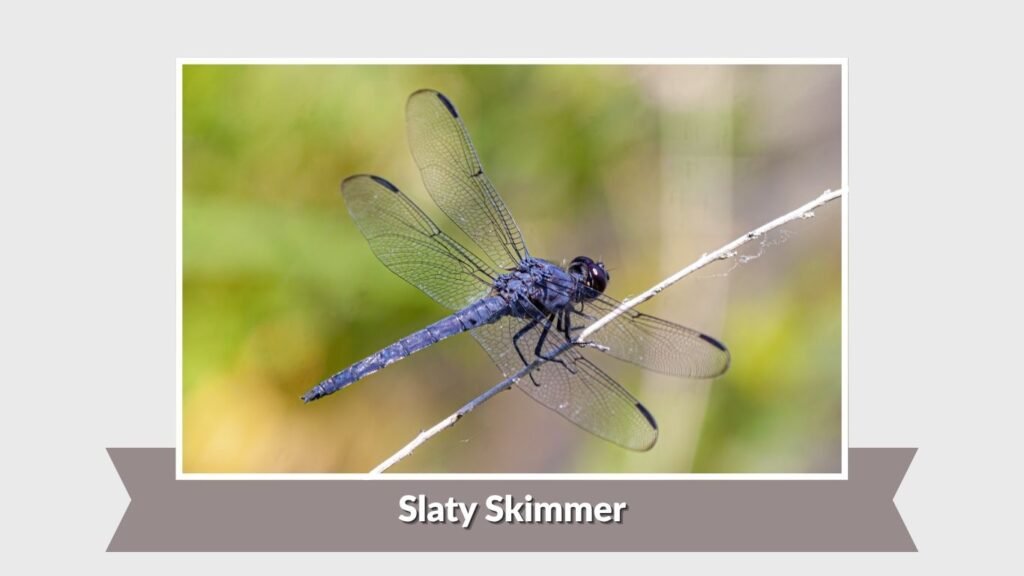Slaty Skimmer