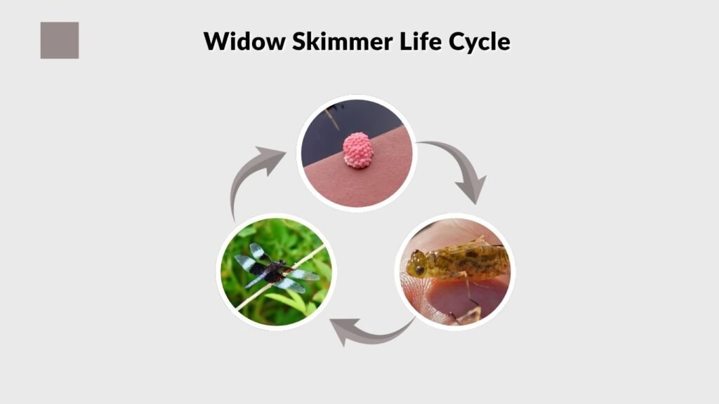 Widow Skimmer Life Cycle