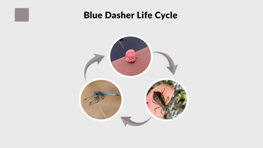 Blue Dasher Life Cycle