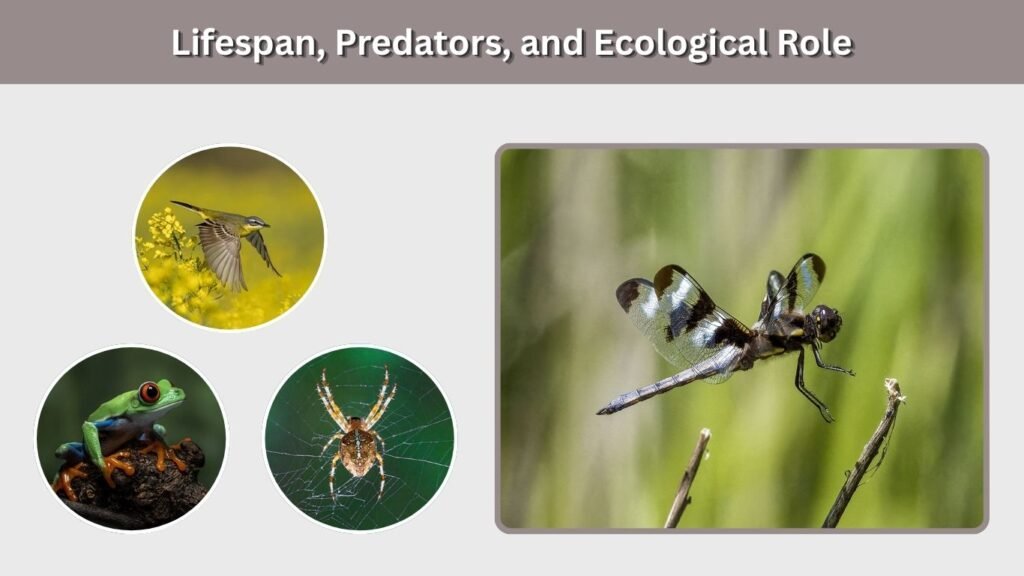Lifespan, Predators, and Ecological Role