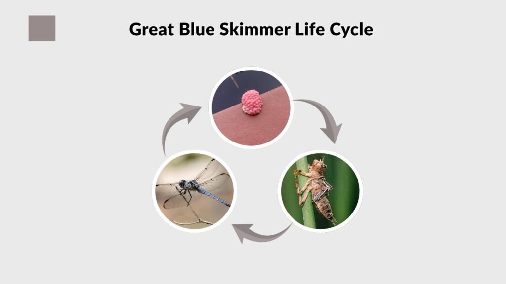 Great Blue Skimmer Life Cycle