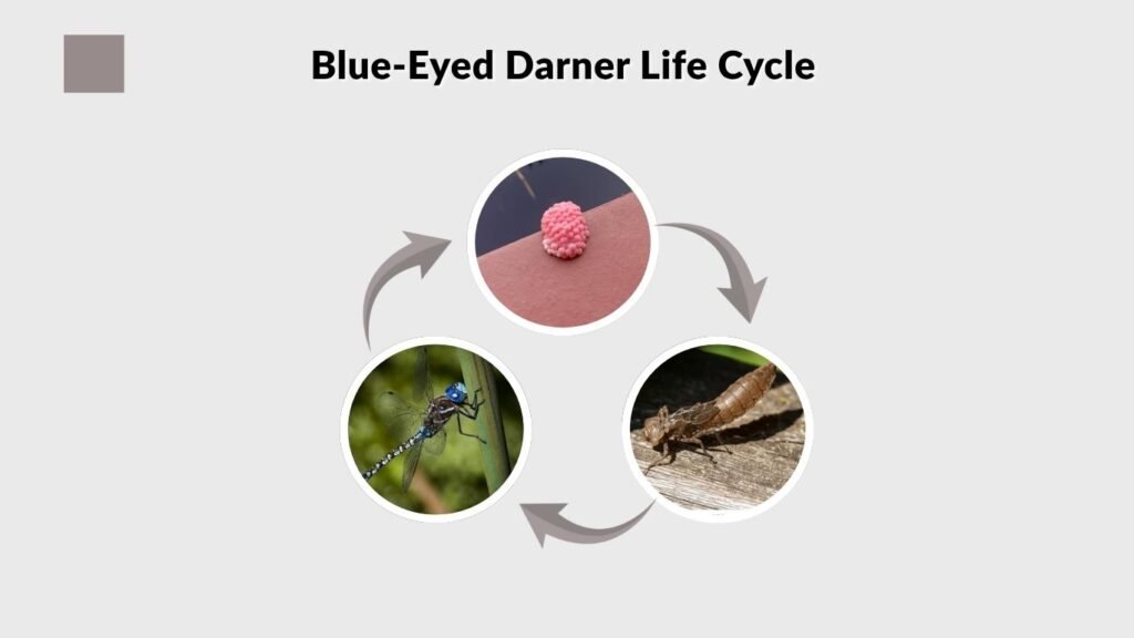 Blue-Eyed Darner Life Cycle