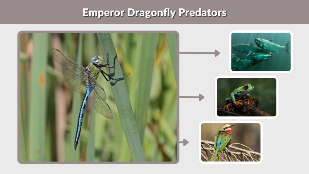 Emperor Dragonfly Predators