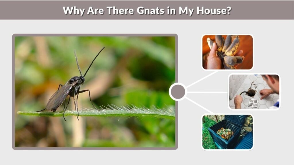 Why Are There Gnats in My House?