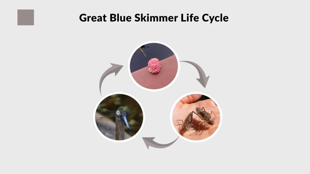 Great Blue Skimmer Life Cycle