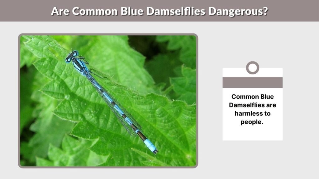 Are Common Blue Damselflies Dangerous?
