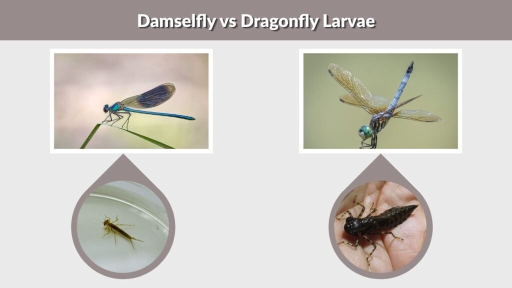 Damselfly vs Dragonfly Larvae
