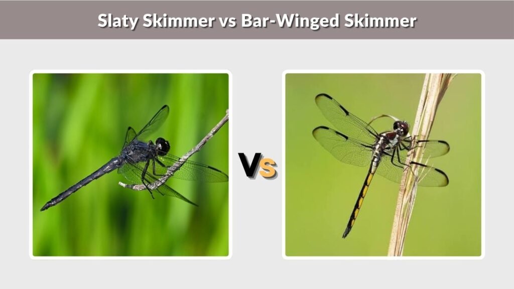 Slaty Skimmer vs Bar-Winged Skimmer