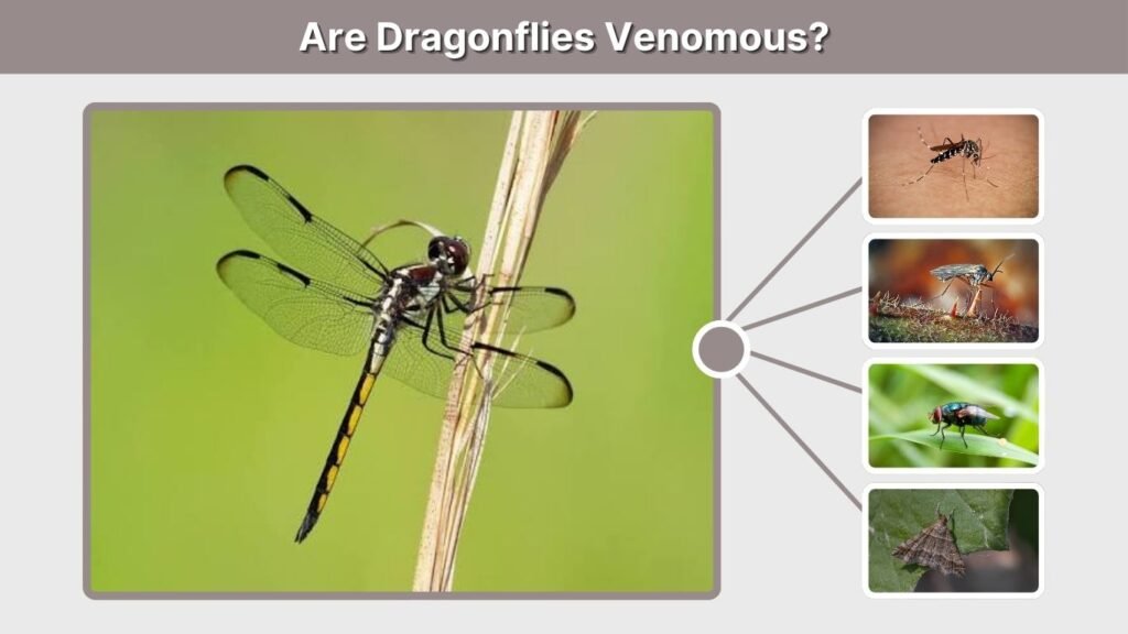 Are Dragonflies Venomous?