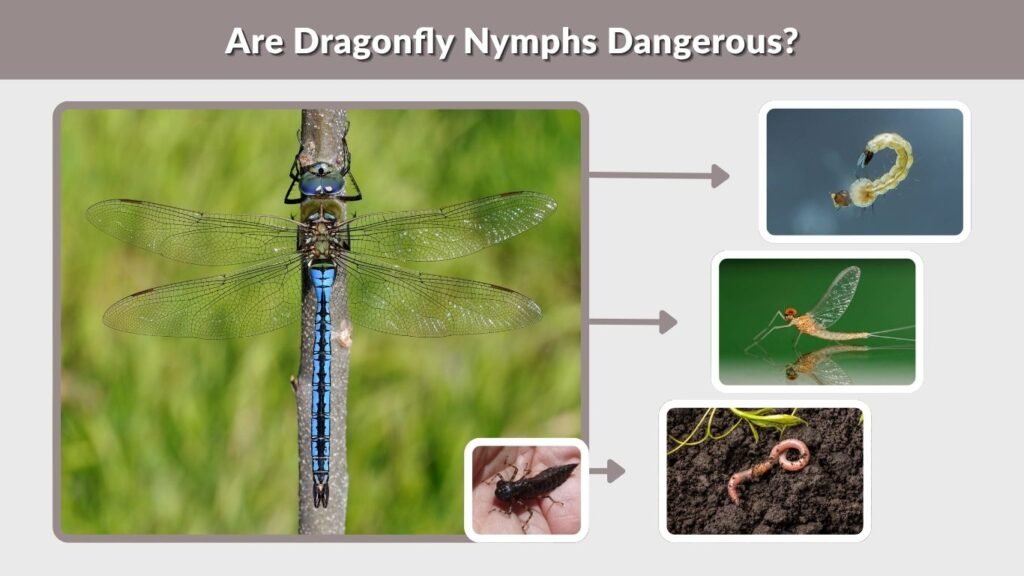 Are Dragonfly Nymphs Dangerous?
