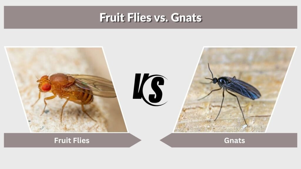 Fruit Flies vs. Gnats