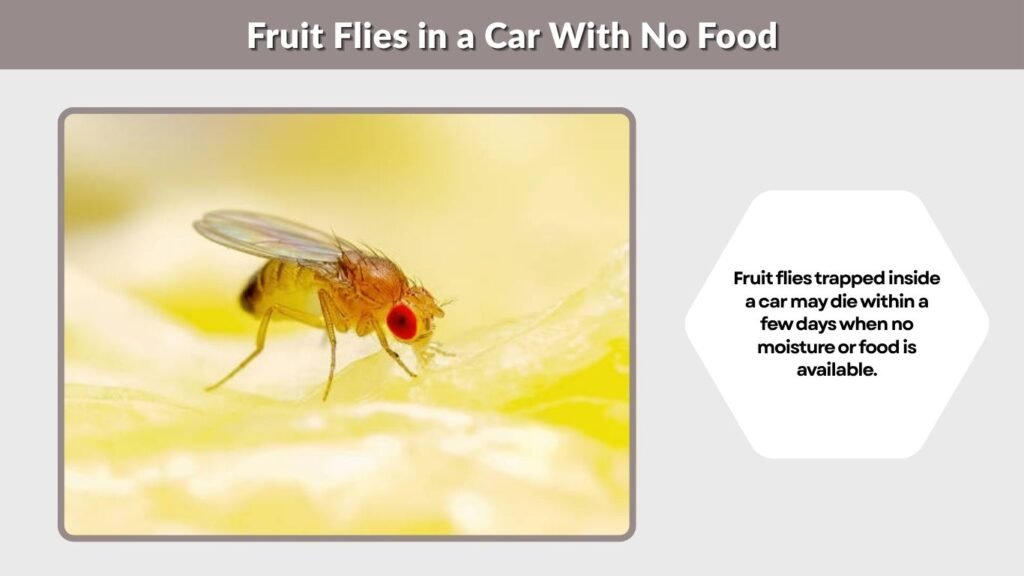 Fruit Flies in a Car With No Food