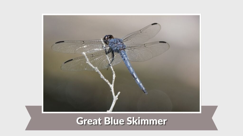 Great Blue Skimmer