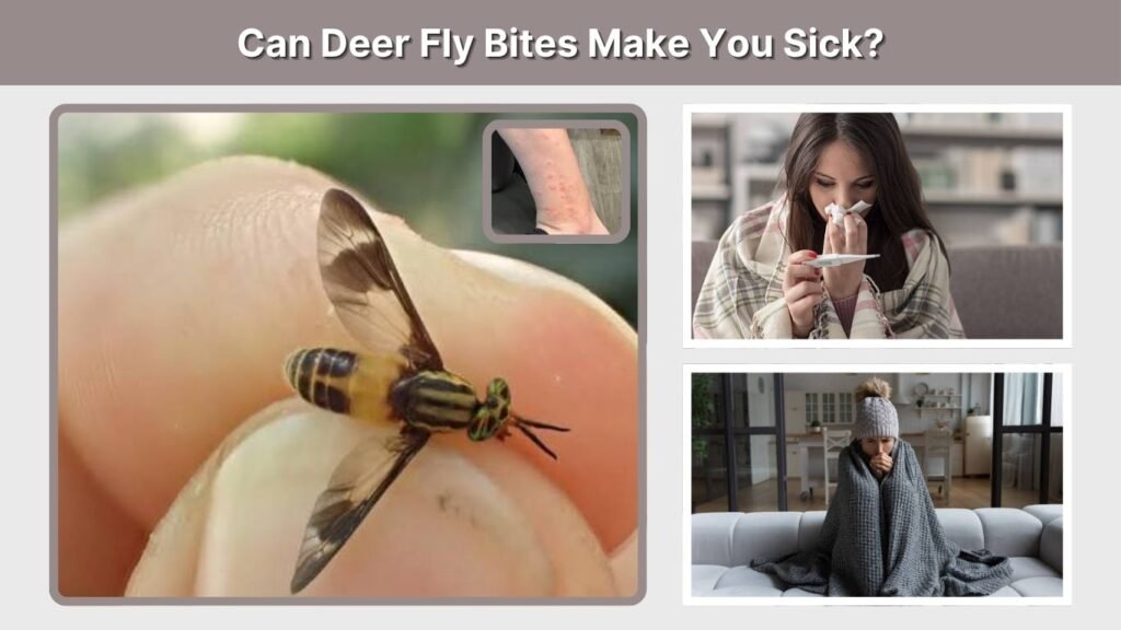 Can Deer Fly Bites Make You Sick?
