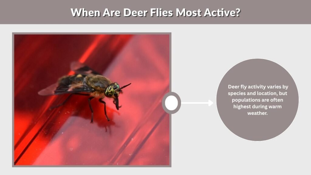 When Are Deer Flies Most Active?