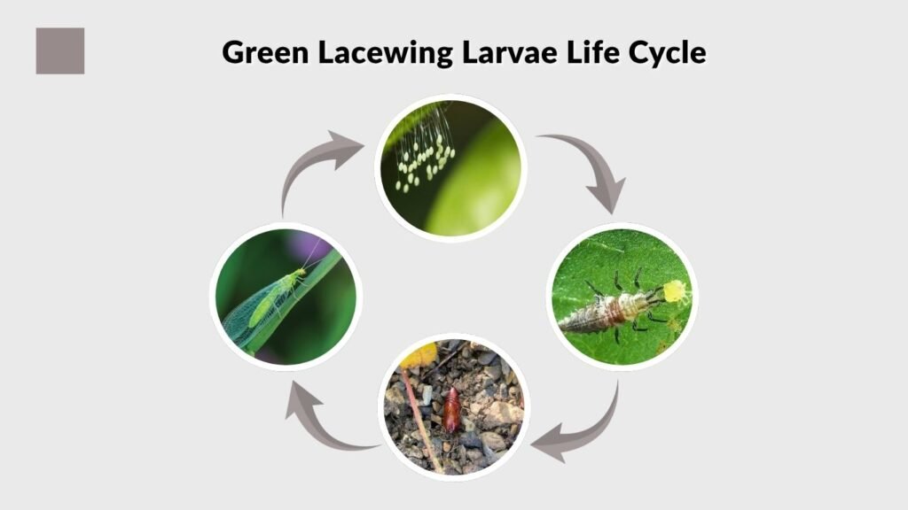 Green Lacewing Larvae Life Cycle
