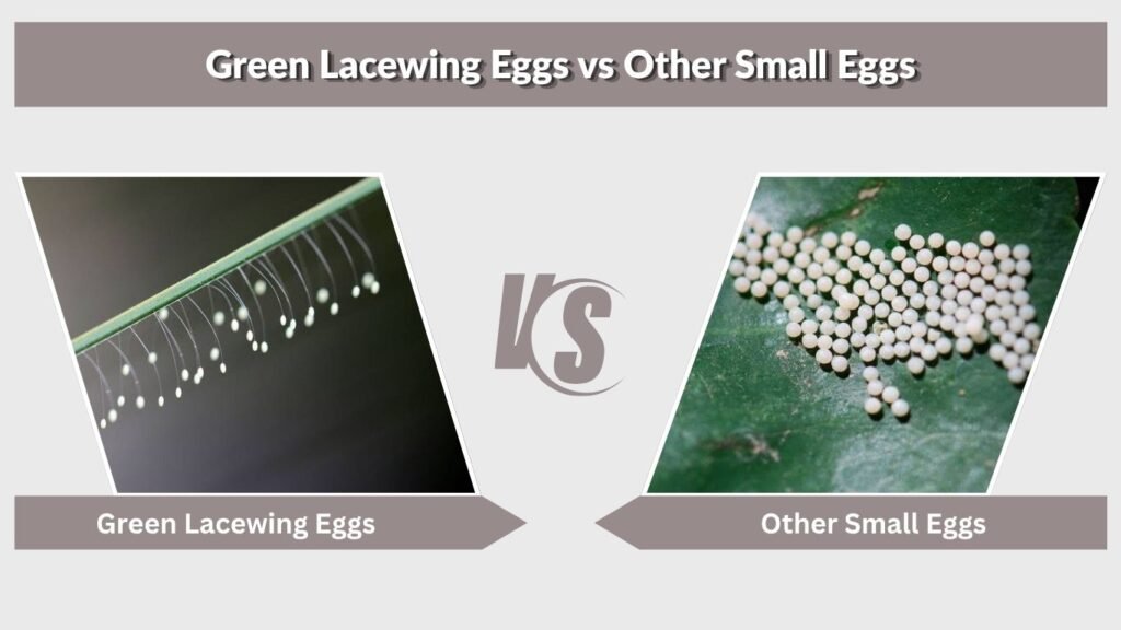 Green Lacewing Eggs vs Other Small Eggs