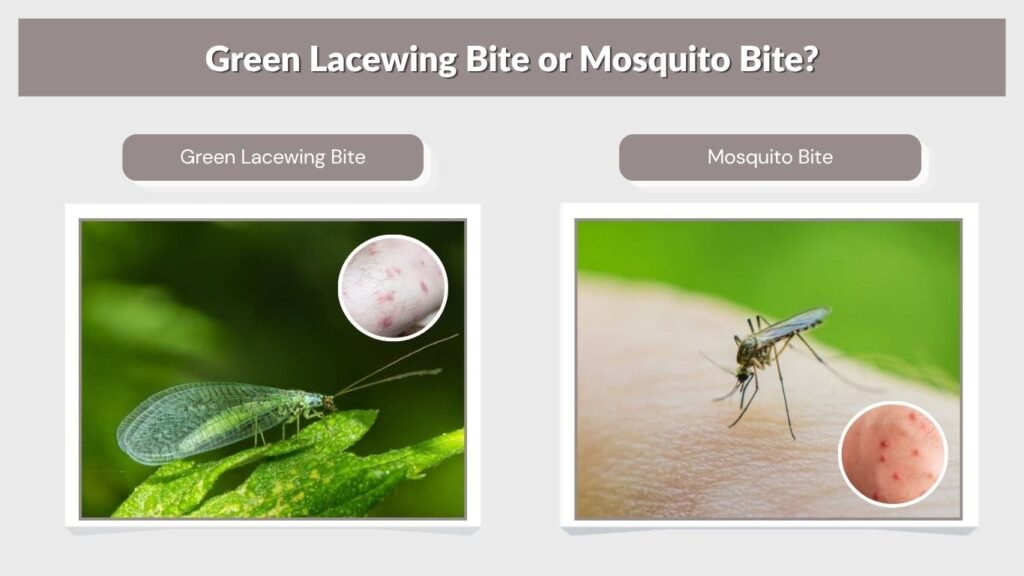 Green Lacewing Bite or Mosquito Bite?