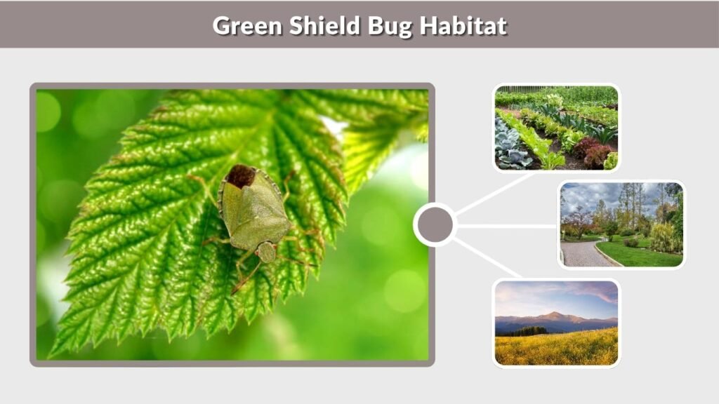 Green Shield Bug Habitat