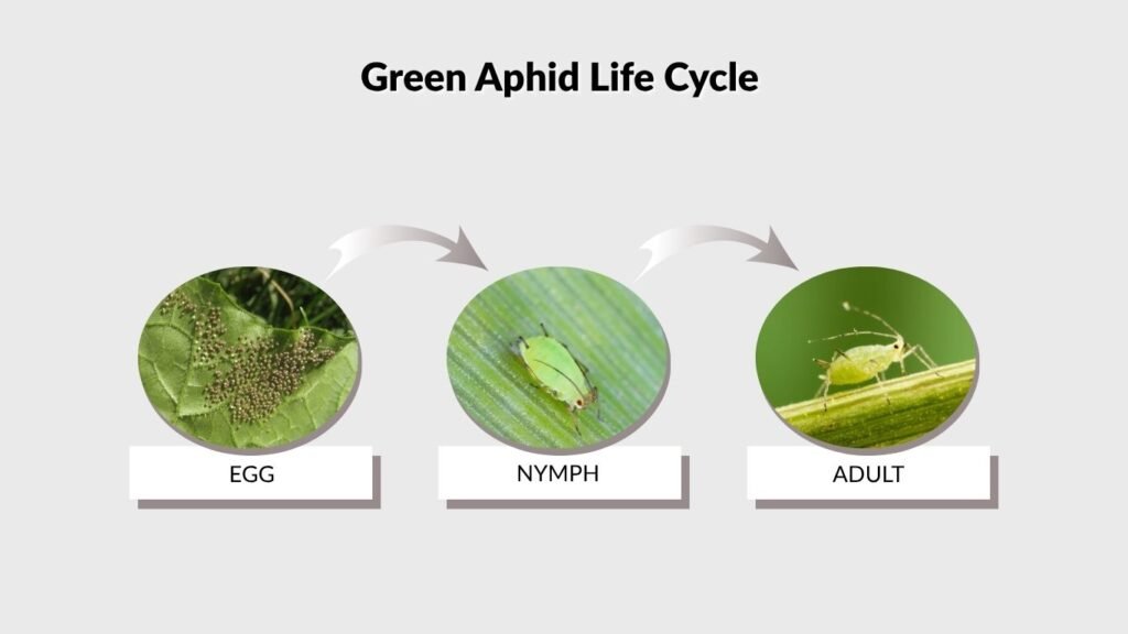 Green Aphid Life Cycle