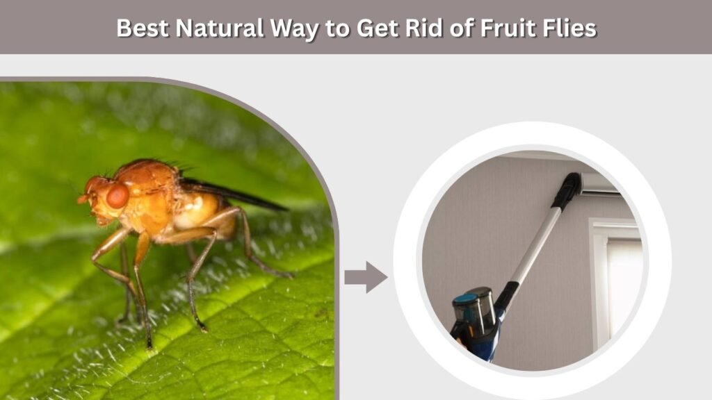 Best Natural Way to Get Rid of Fruit Flies